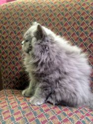 British Longhair Kitten.