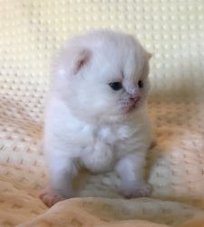 British Longhair Adorable white and point baby kittens