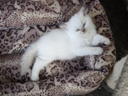 British Longhair Kitten For Sale In Devon