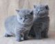 Chunky British Blue kittens
