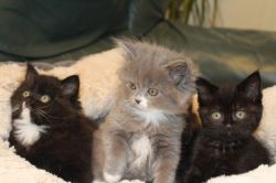 Adorable Chinchilla Persian Kittens