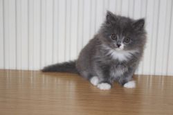 Gorgeous British Longhair Kittens for sale