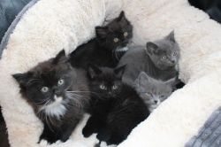Charming British Longhair Kittens for sale