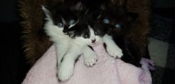 Half Blue British Longhair Kittens For Sale