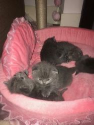 Cute British Longhair Kittens for sale