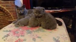 Stunning British Longhair Kittens for sale