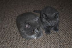 Beautiful British Longhair Kittens for sale