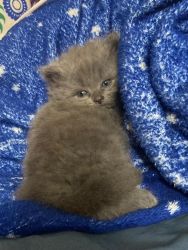 Want to sell kittens of British semi Shorthair