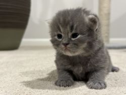 Cutest little kittie you will fall in love with