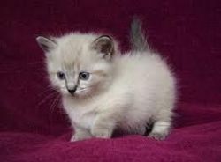 Cute Xmas Kitten For Free Adoption