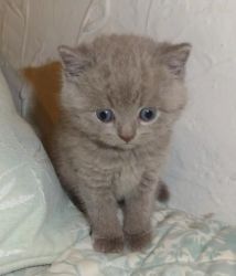 British longhair Kittens