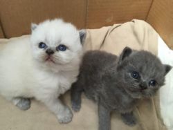 Home trained British Semi-longhair kittens