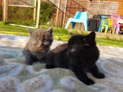 british-x-main-coon-kittens