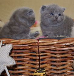 Ready Now Beautiful Blue British Shorthair Kittens