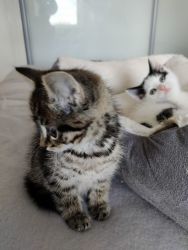 Adorable kittens for sale