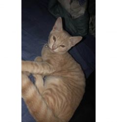 Sweet Cat in Need of a Good Home