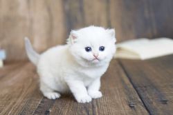 British Shorthair Kittens