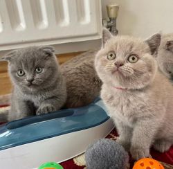 British Shorthair kitten For Sale