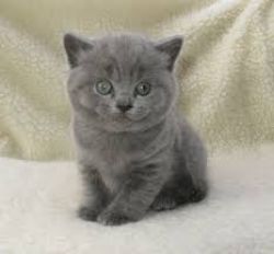 Blue British Shorthair Kittens Ready Now