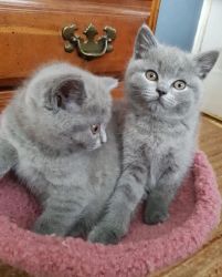 British shorthair Kitten For Sale