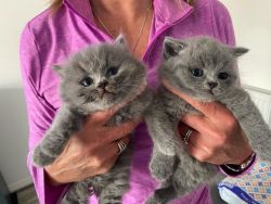 Amazing British Blue Shorthair kittens
