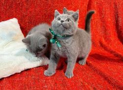 Blue British Shorthair Kittens Available.