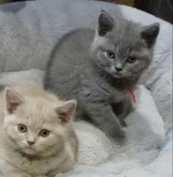 British Shorthair kittens Ready for new homes
