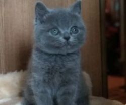 British short hair kittens for sale in INDIANA
