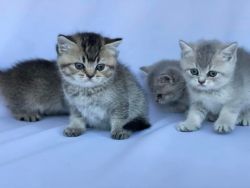 British shorthair kittens purebred