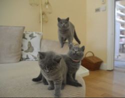 Cute British Shorthair Kittens For Sale