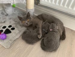 Swife British Shorthair Kittens For Sale