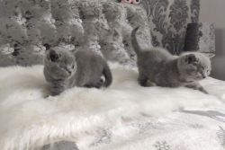 Cutest British Shorthair Kittens