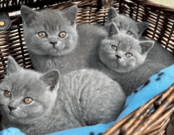 Blue British shorthair kittens