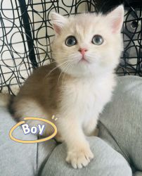 Show potential British short hair kittens for sale
