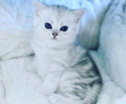 Beautiful Pure Bred British Shorthair Female Kitten For Sale