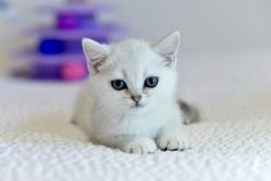 Female Pure-Bred British Shorthair Kitten For Sale (D.O.B 4/22/22)