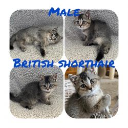 Male British shorthair