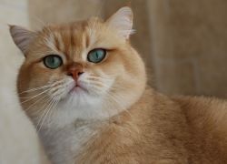 British Shorthair Golden ny12 for sale