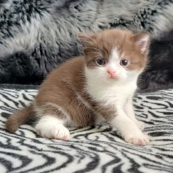 Beautiful chocolate bi- colored British shorthair kittens
