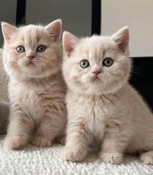 Gorgeous British Shorthair kittens For Sale