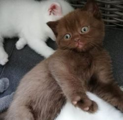 British Shorthair Chocolate kitten for sale