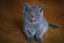 Joyful British Shorthair Kitten For Sale