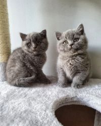 British Shorthair kittens. Text or WhatsApp at.... +1(5xx) xx4-36xx