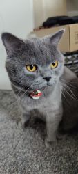 Male British Shorthair cat for sale/adoption!