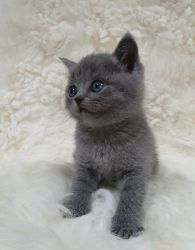 British Shorthair kittens For Sale