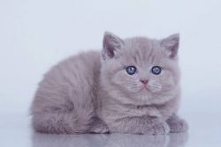 British shorthair girl lilac color, 4 months