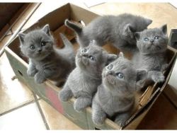Healthy British shorthair kittens for sale
