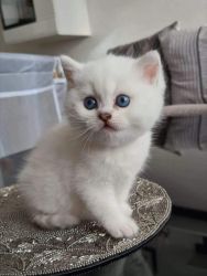 British Shorthair cats now available