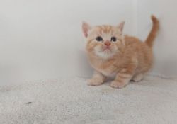 British Shorthair Kittens For Sale