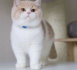 British shorthair Kittens For sale